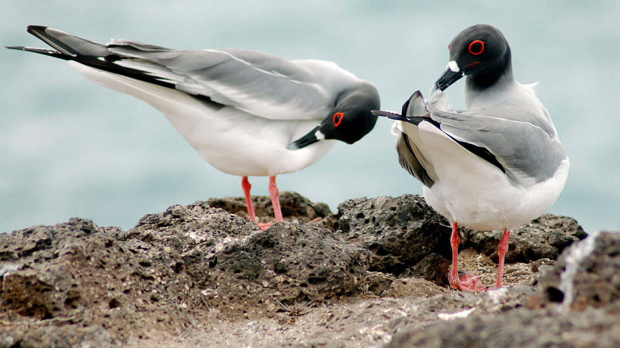 two gulls