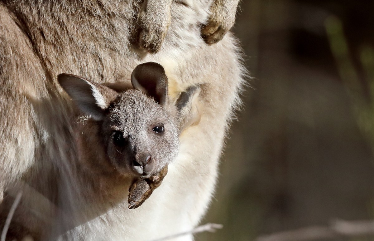 baby kangaroo in pouch