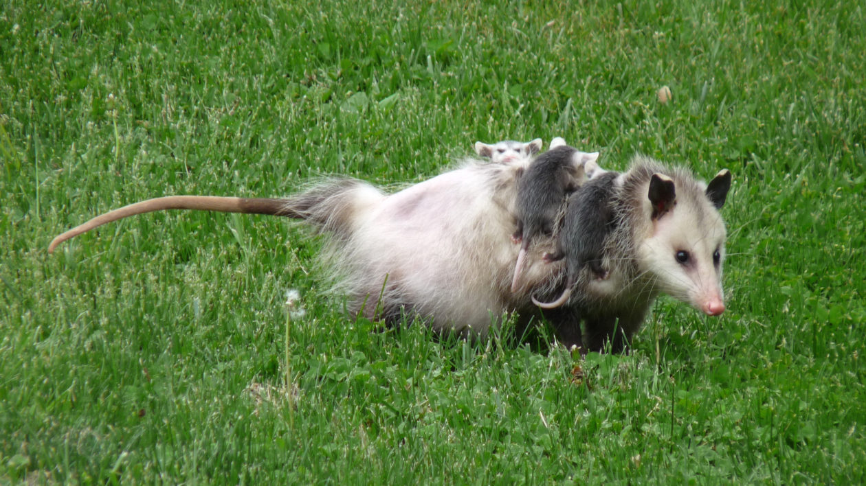 virginia opossum with babies on back