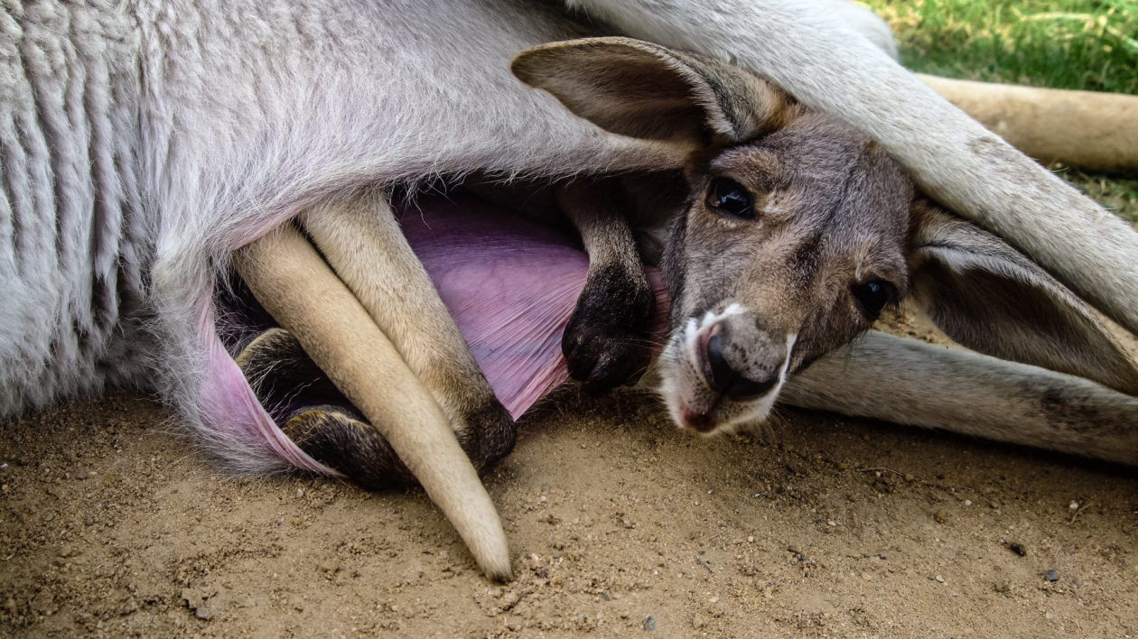 baby kangaroo in pouch