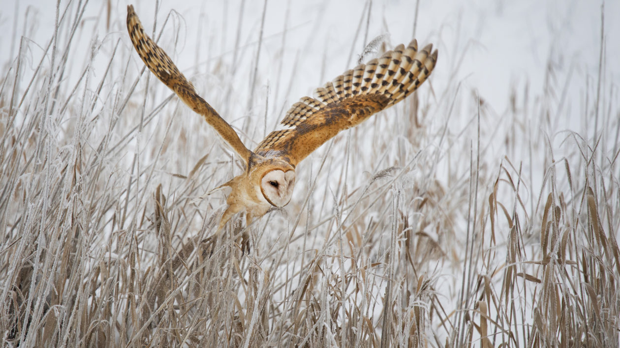 an owl flying