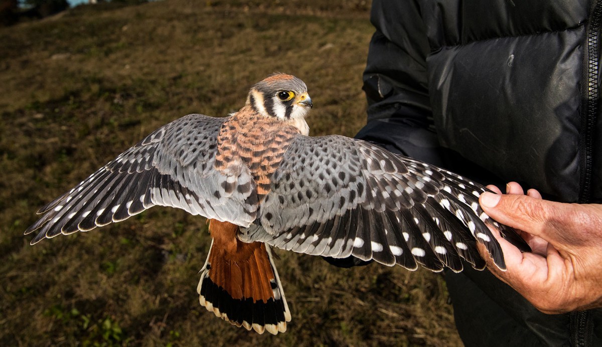 a blue and red raptor