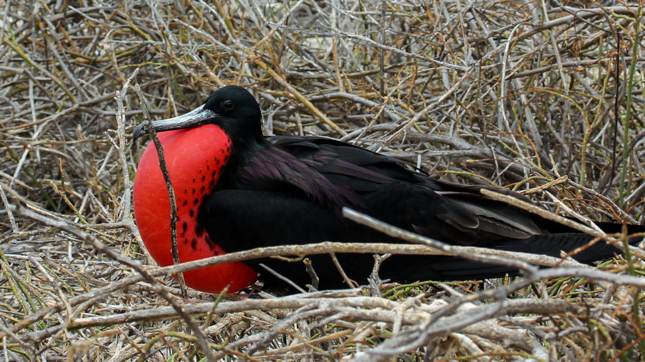 black and red bird