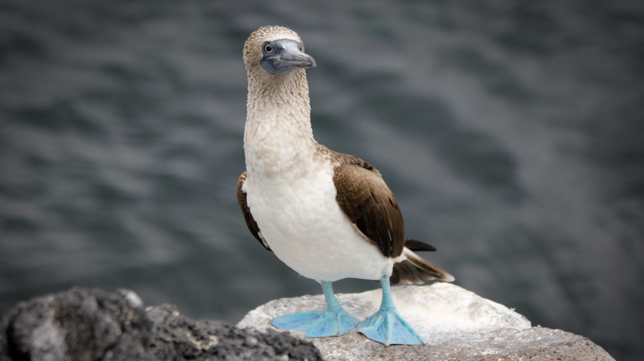 bird with blue feet