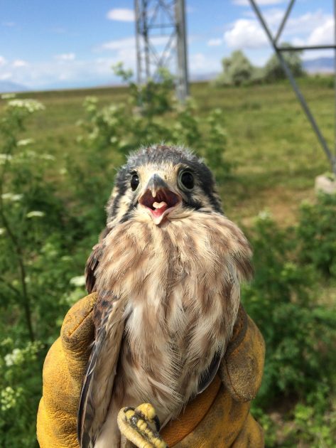 hands holding a bird