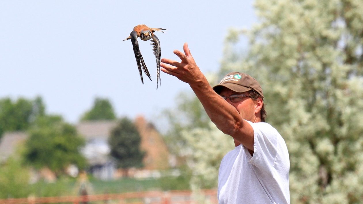 a man releasing a bird