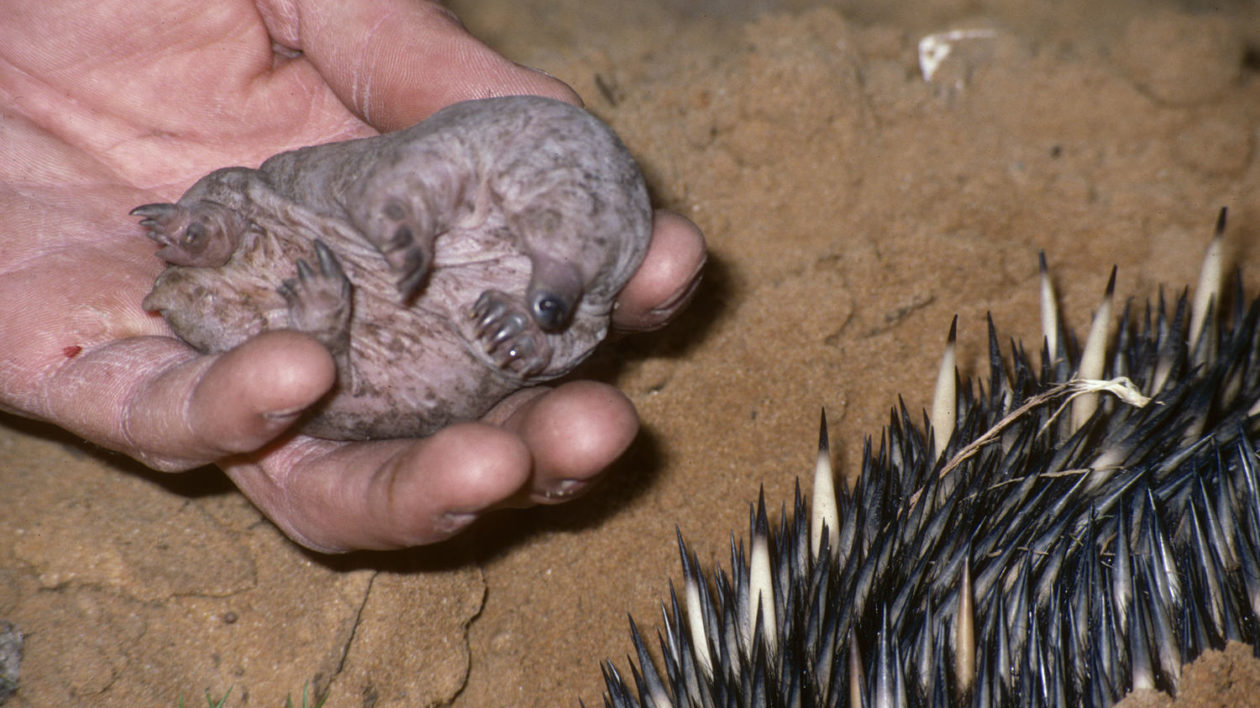 baby echidna