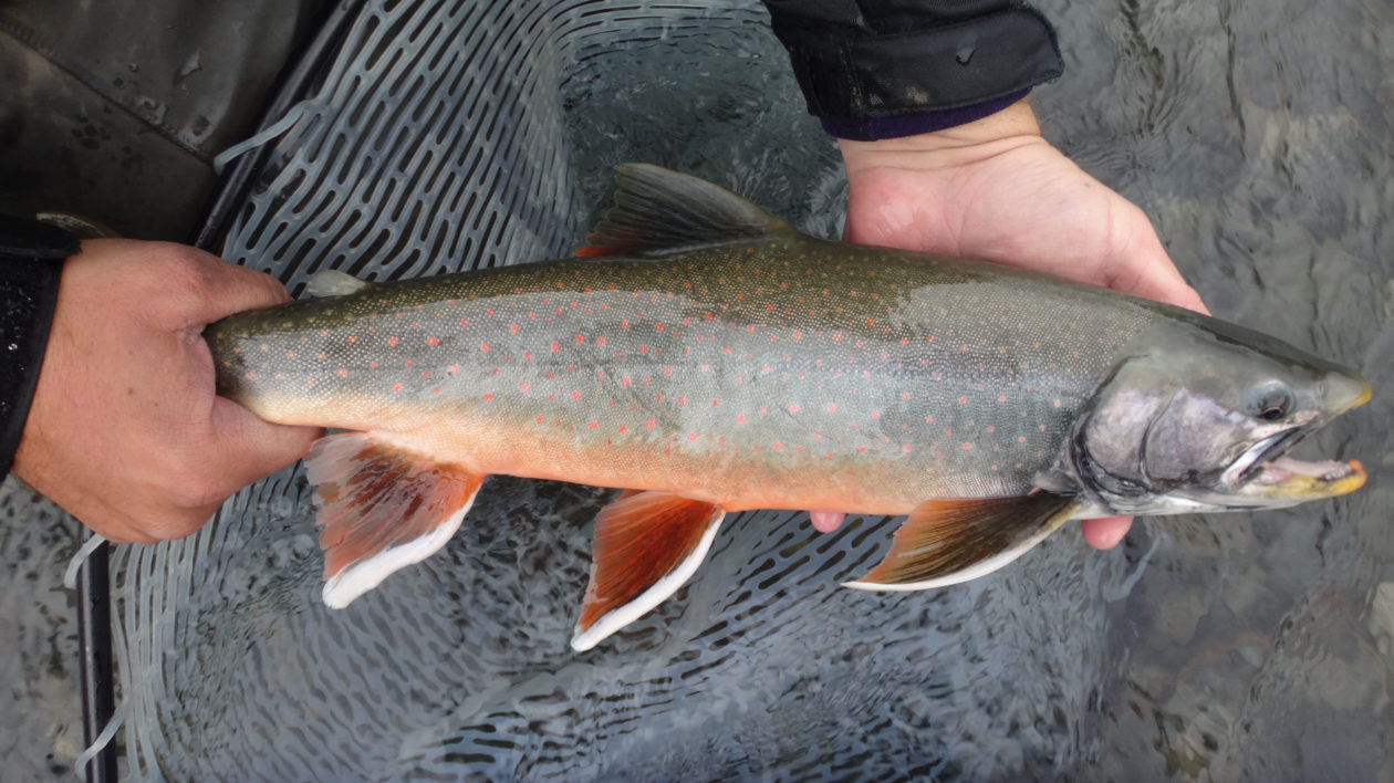 50 Fish, 50 States: Bass of the Waterfalls - Cool Green Science