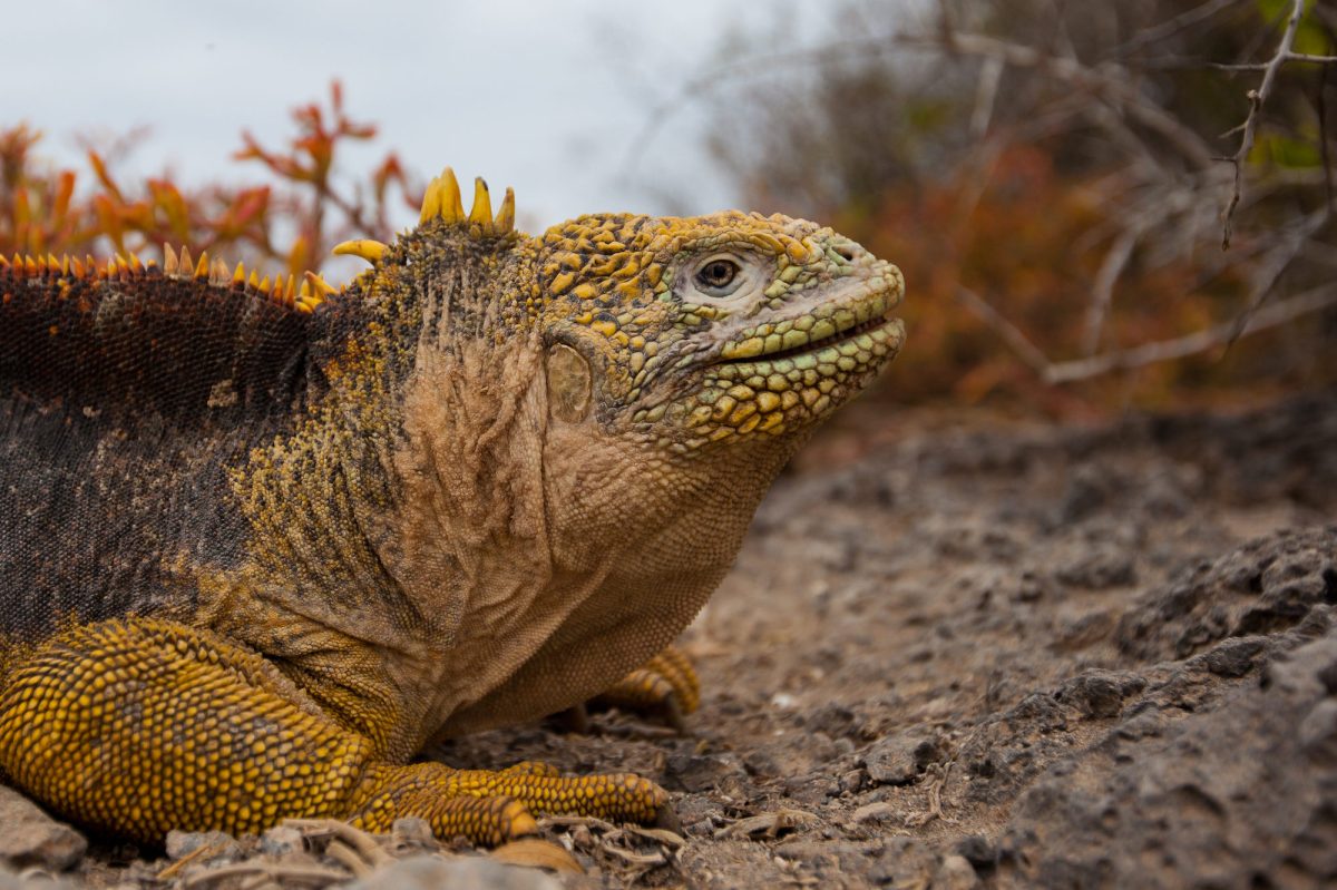 big yellow iguana