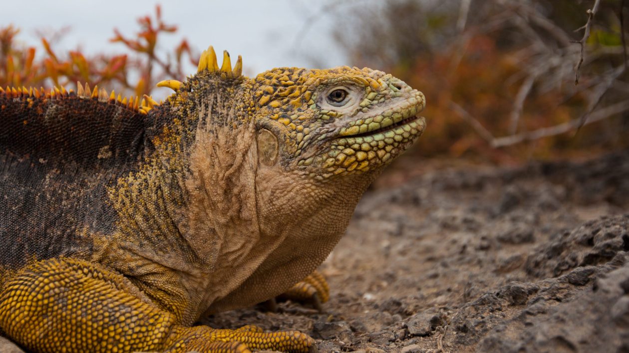 big yellow iguana