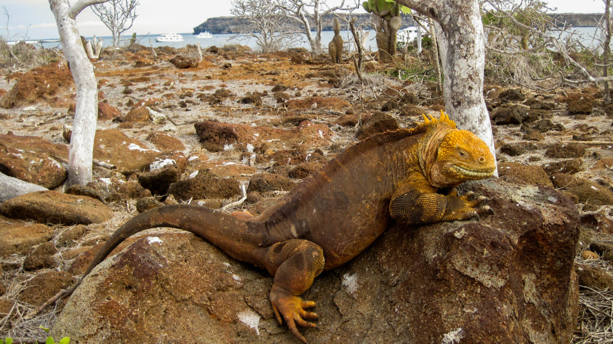 a yellow and brown lizard