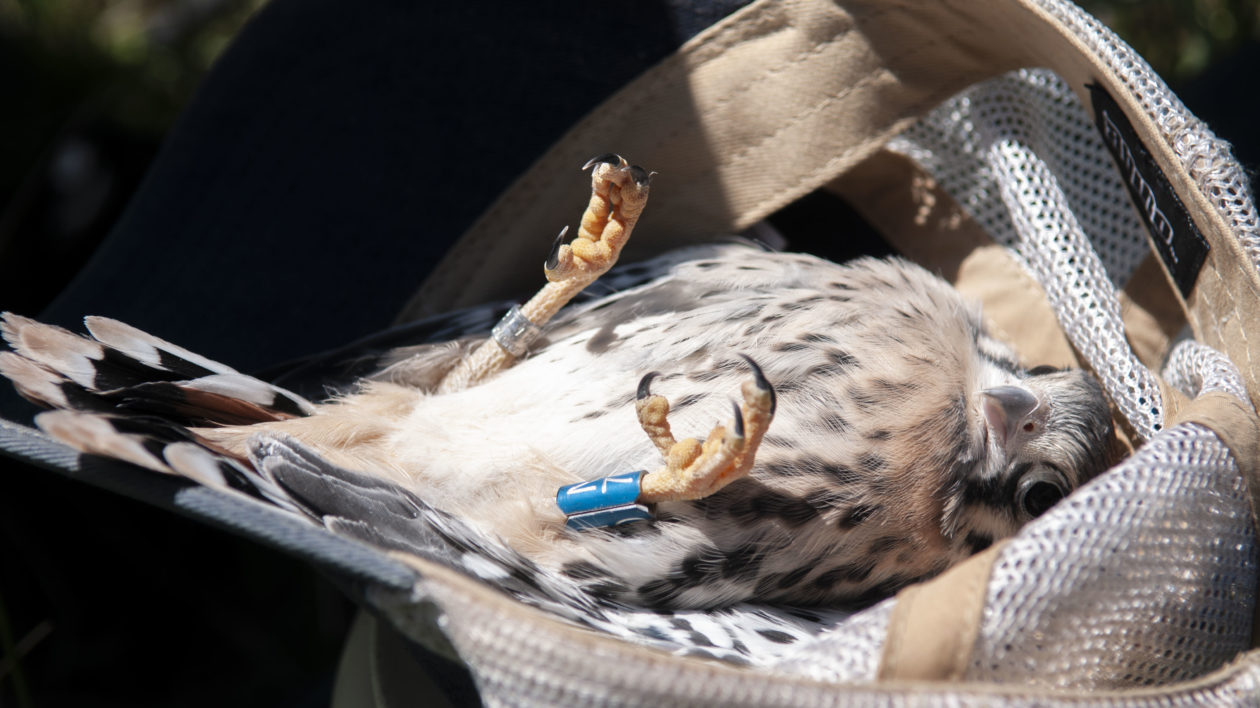 upsidedown baby bird