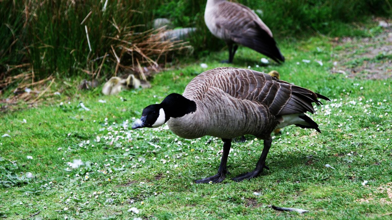 angry goose