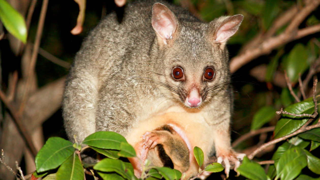 marsupial babies in pouch