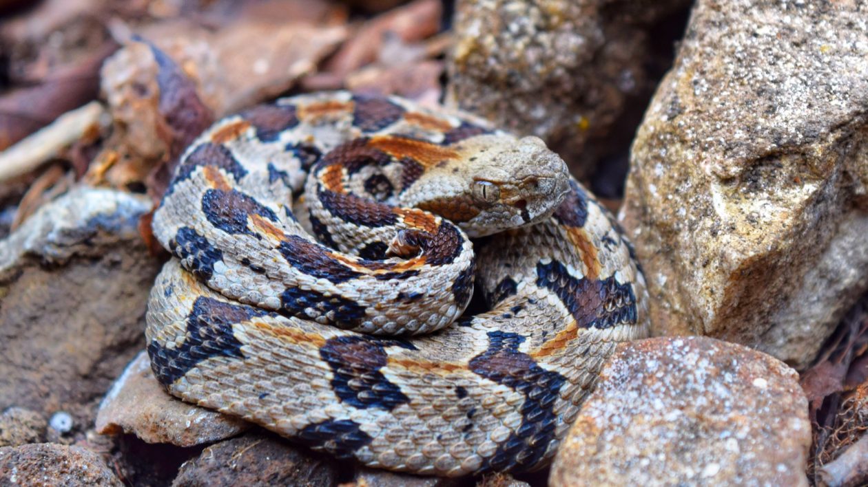 baby timber rattlesnake