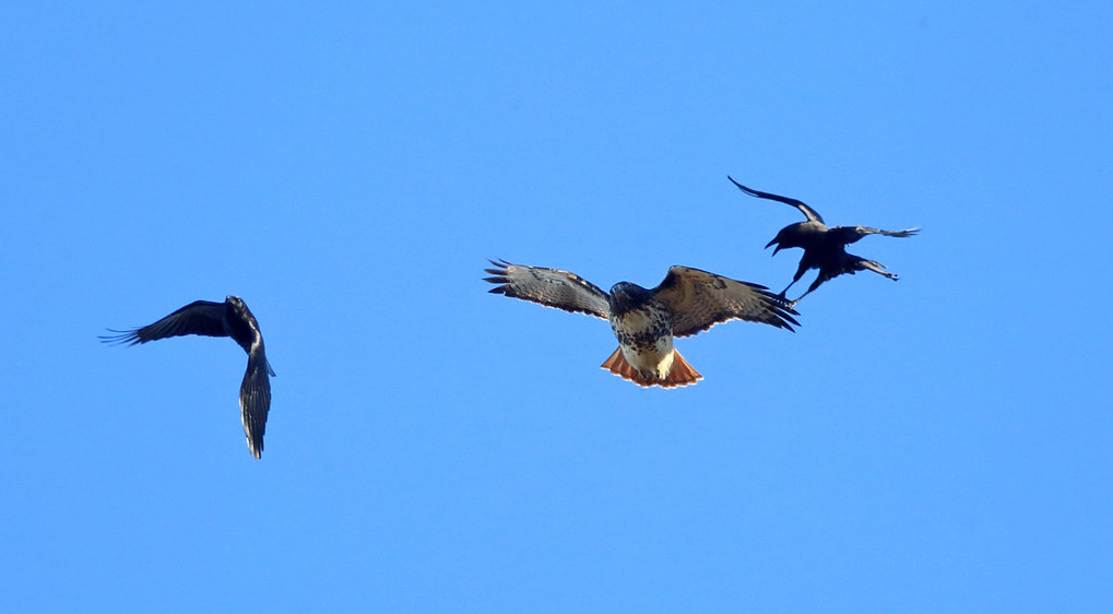 Tails of Birding: In Defense of Blue Jays