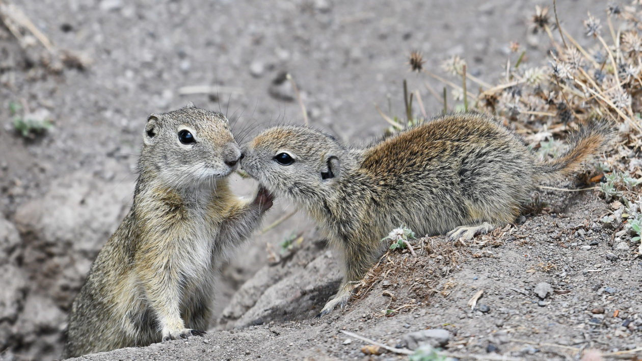 ground squirrels kissing