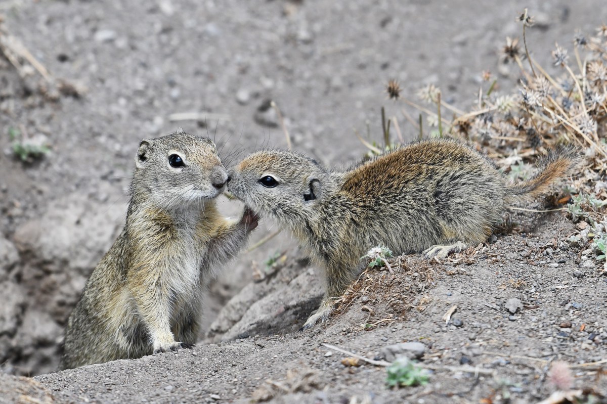ground squirrels kissing