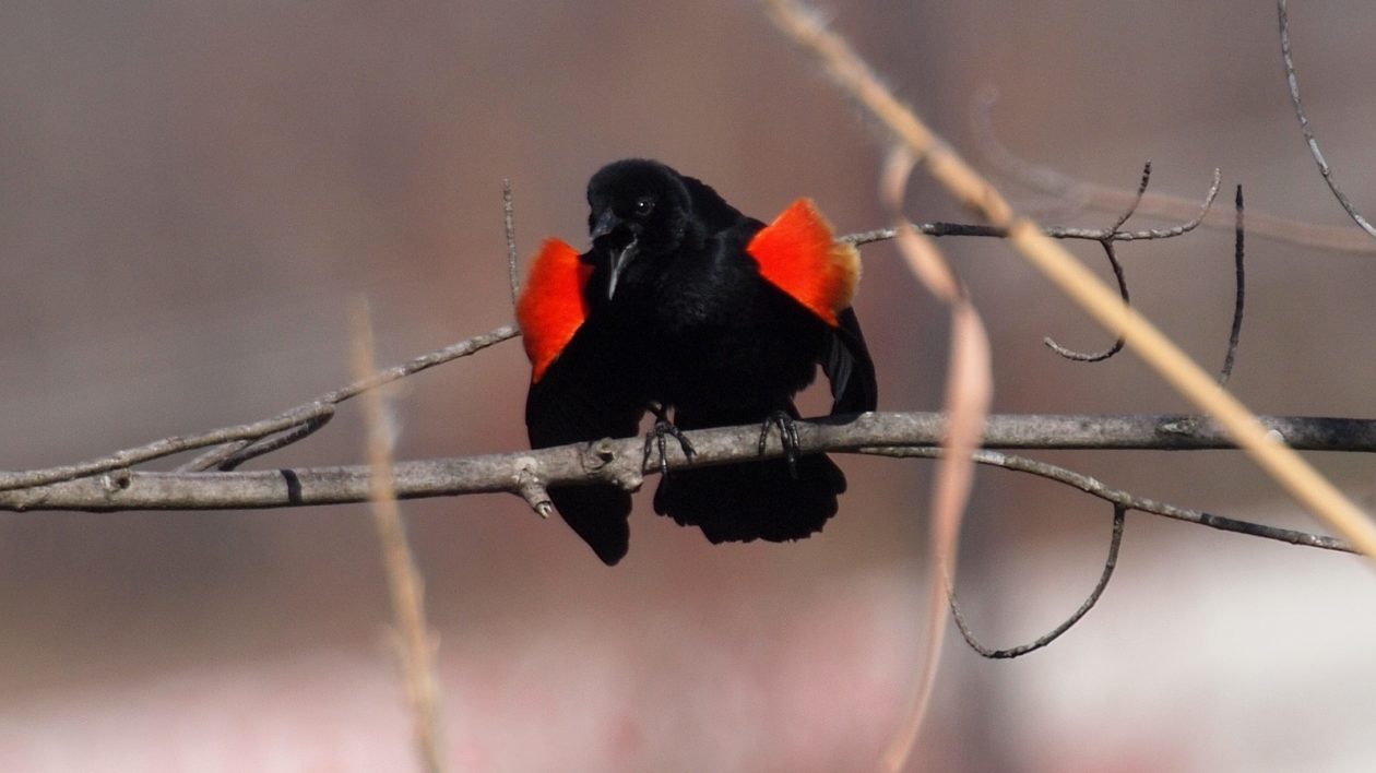 red-winged blackbird