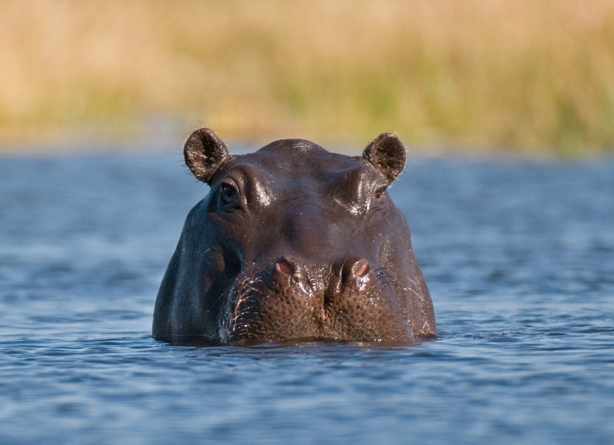hippo