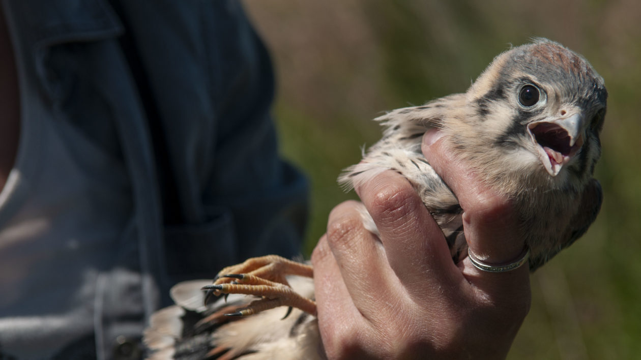 baby kestrel in a hand