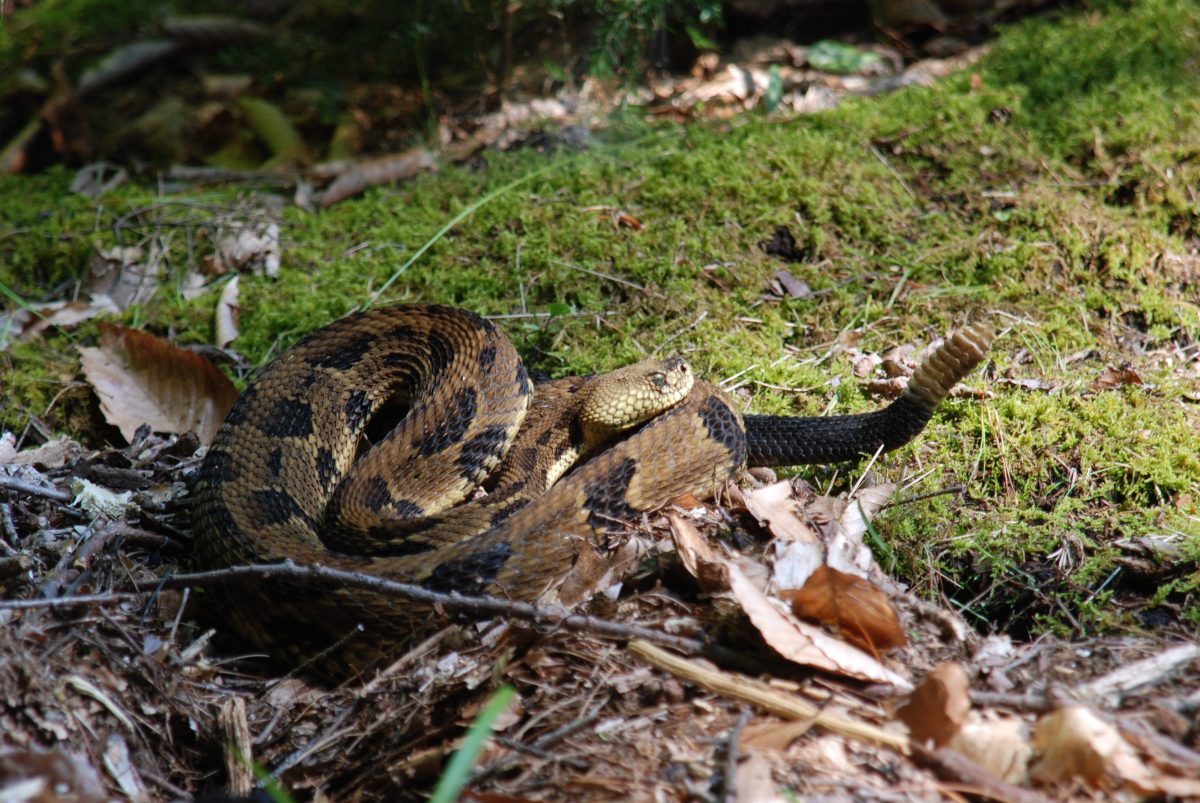 a snake in the leaves