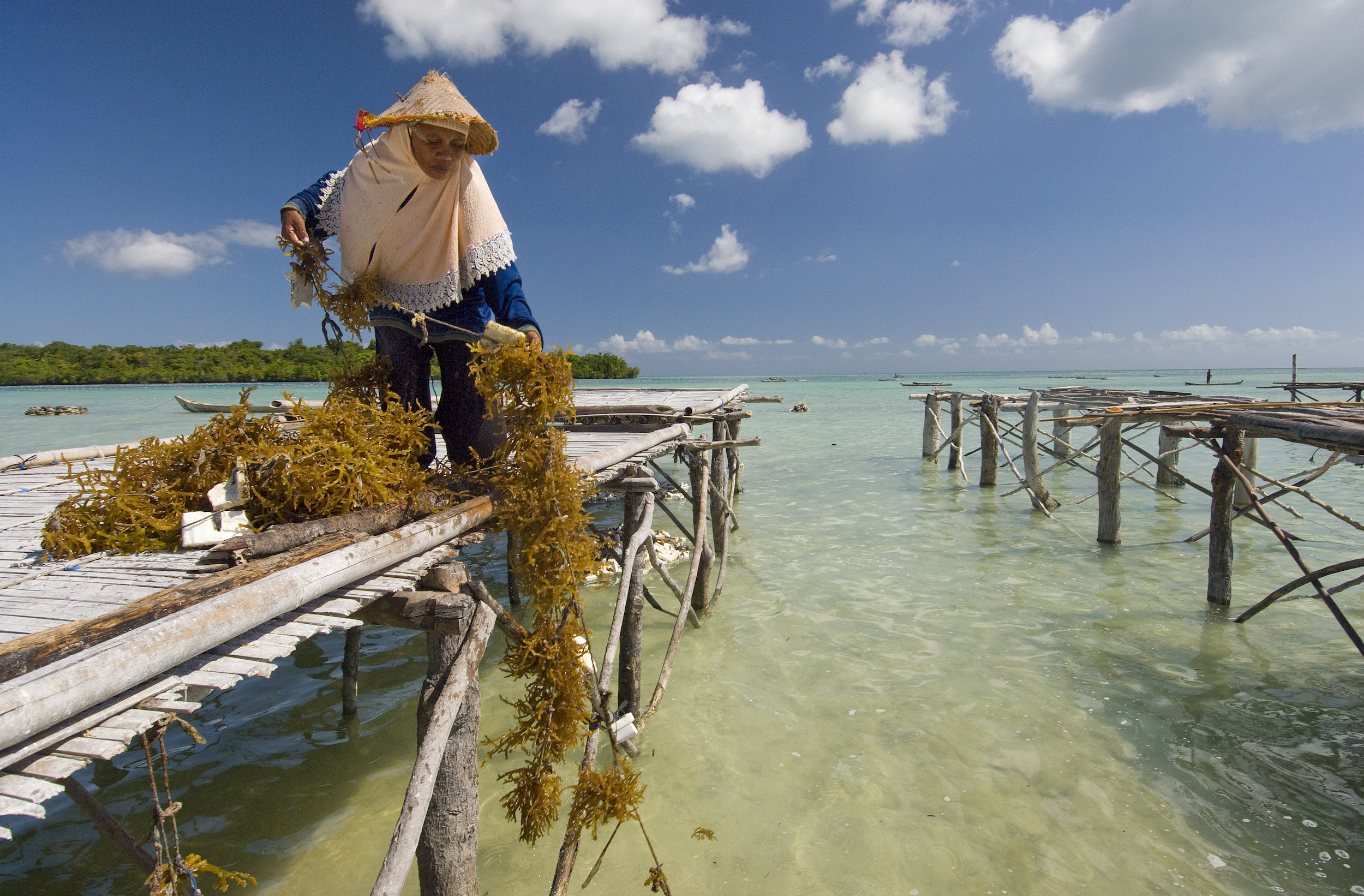 Seaweed As Sustainable Livelihood