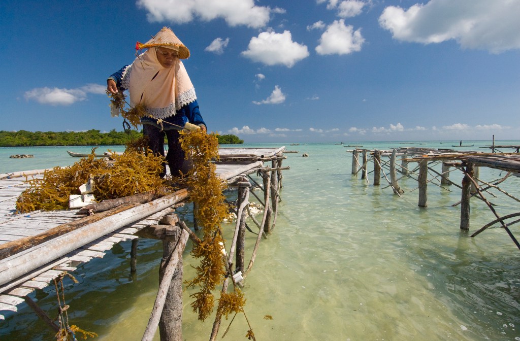 women harvesting seaweed