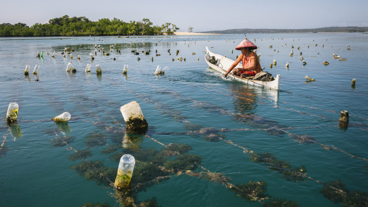 canoe with seaweed