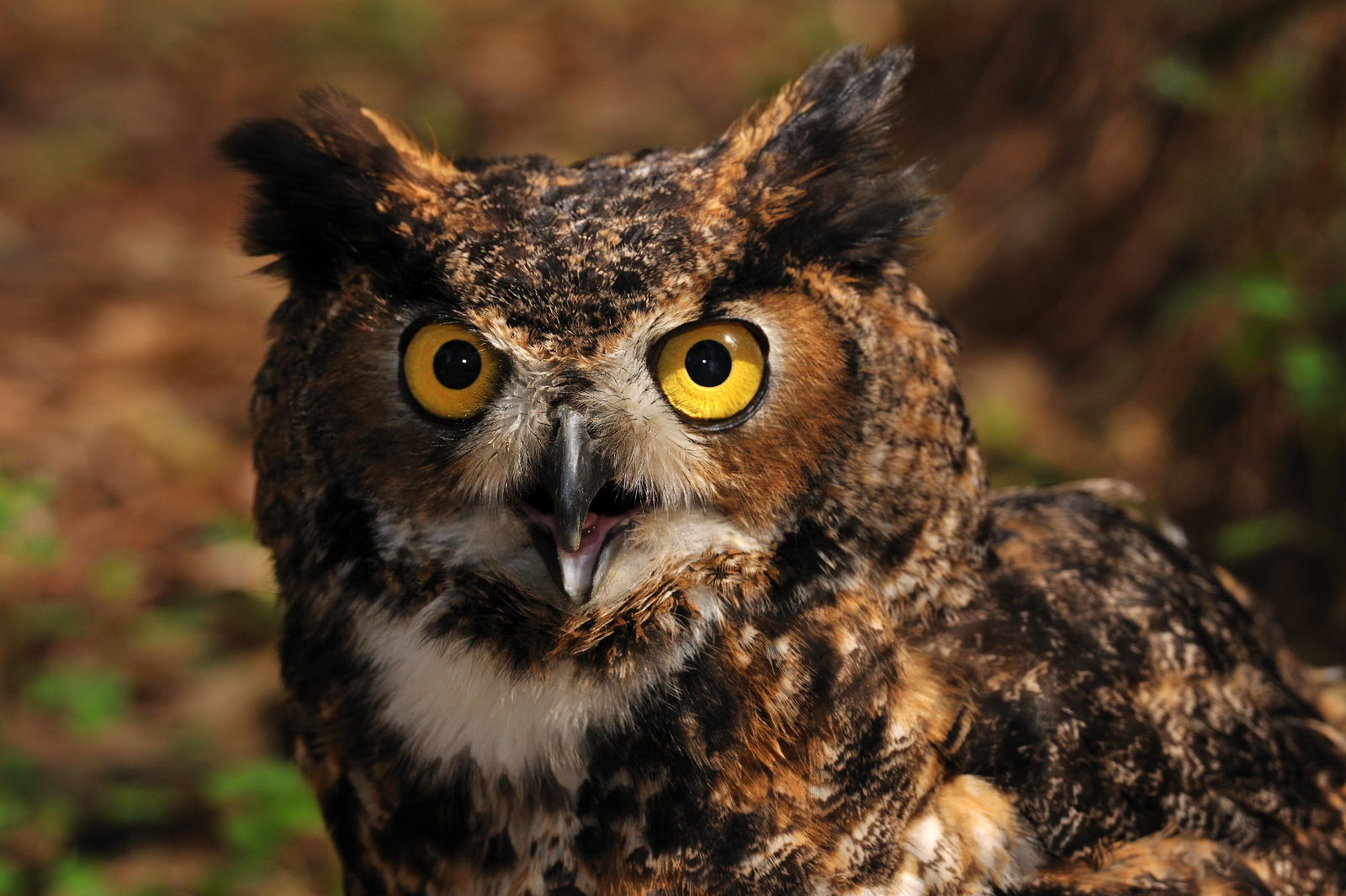 The Hooting Season: Enjoying Great Horned Owls