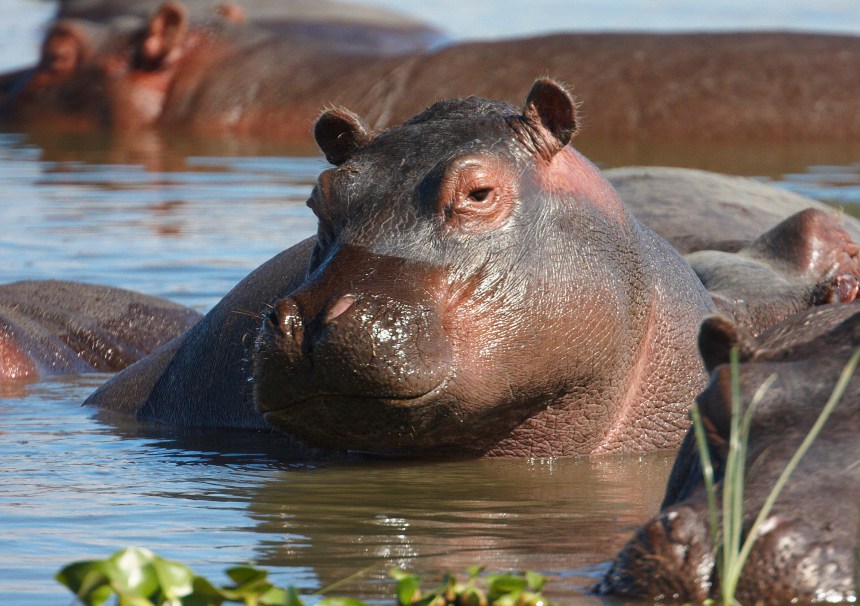 8 Ways Wild Animals Beat the Heat