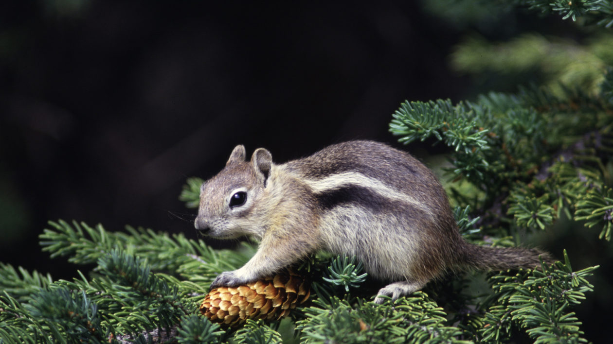 squirrel in tree