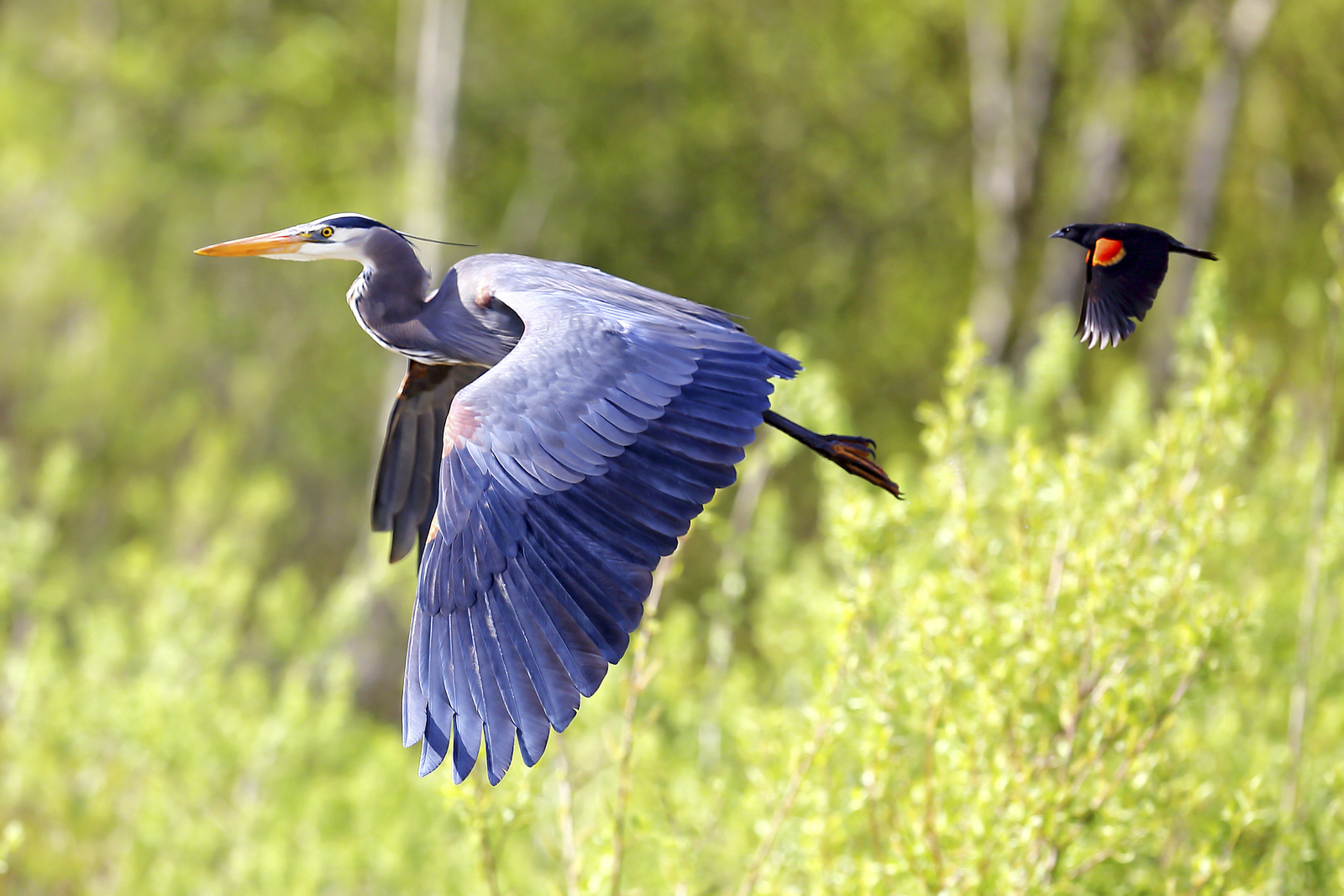 cool-bird-in-jamaica-bird-around-the-worlds-birds