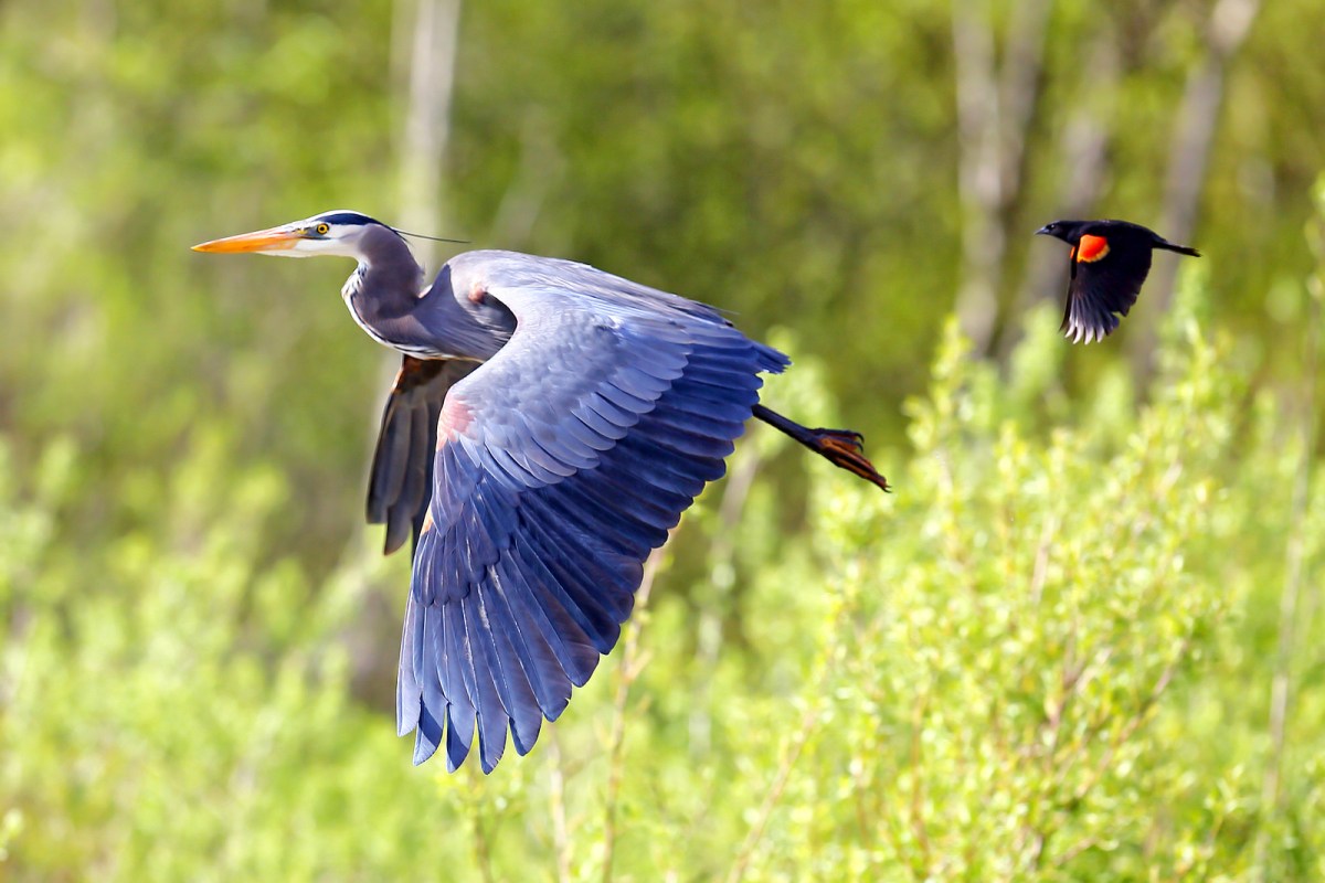 litltle bird chasing heron