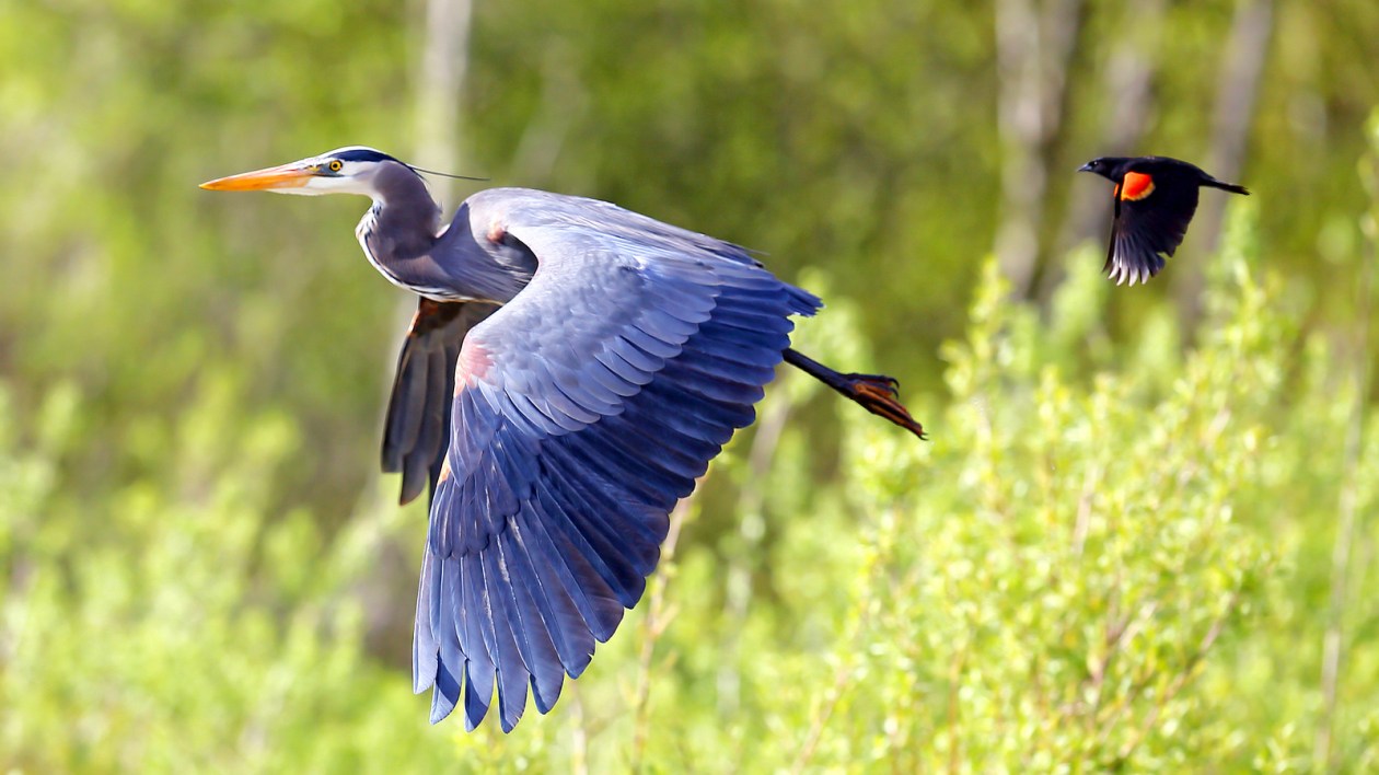 litltle bird chasing heron