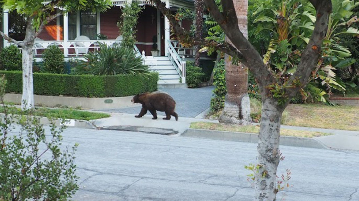 a bear on a street