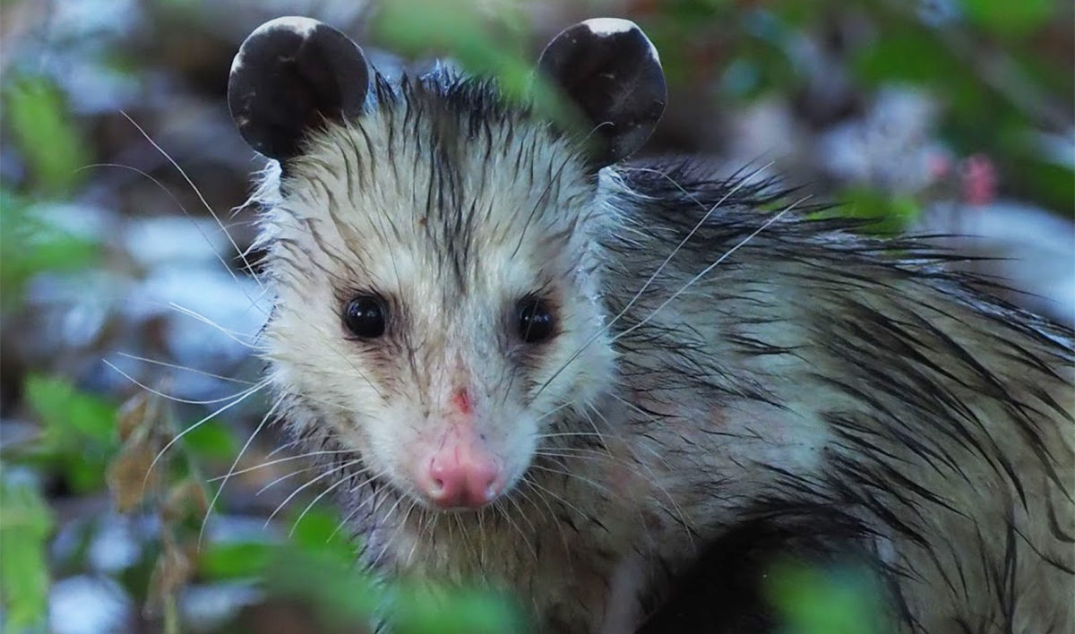 small opossum