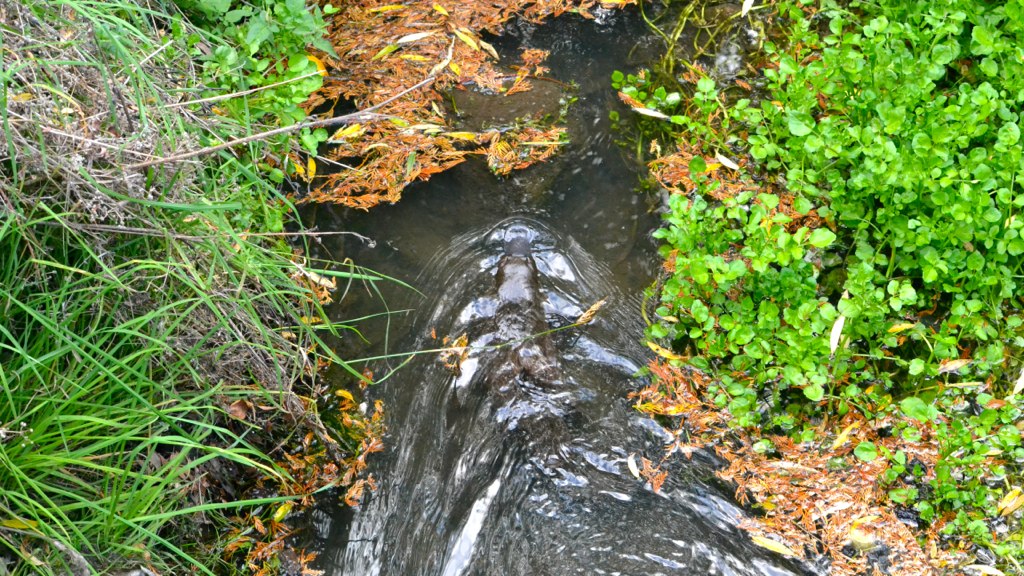 platypus in water