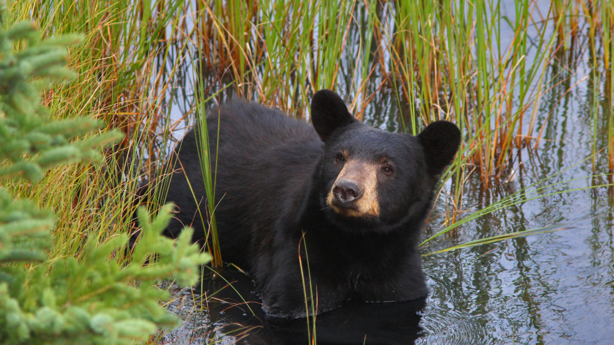 black bear