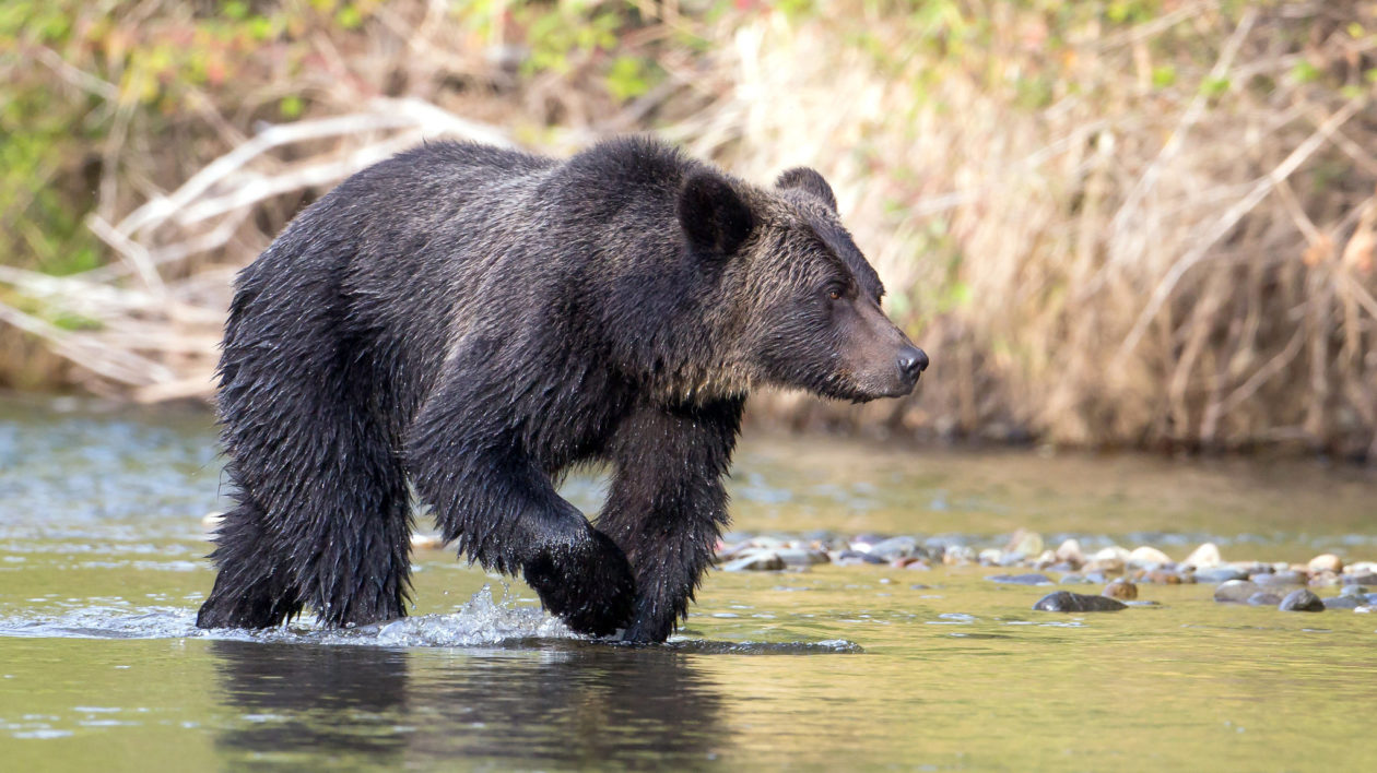 grizzly bear