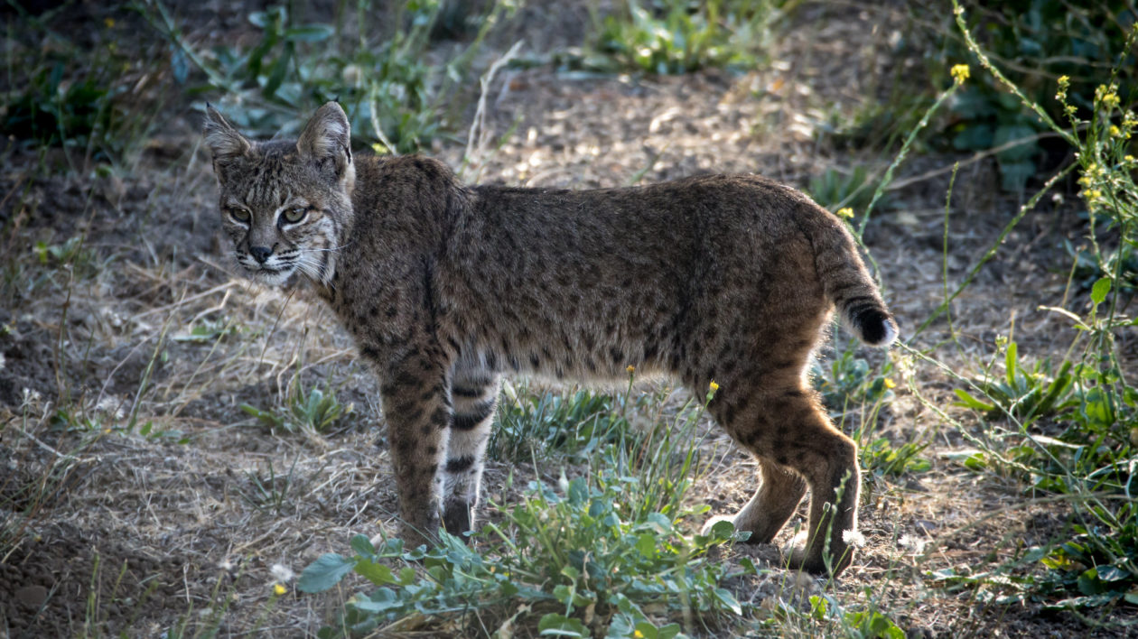 bobcat mountain lion hybrid