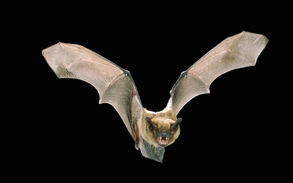 big brown bat