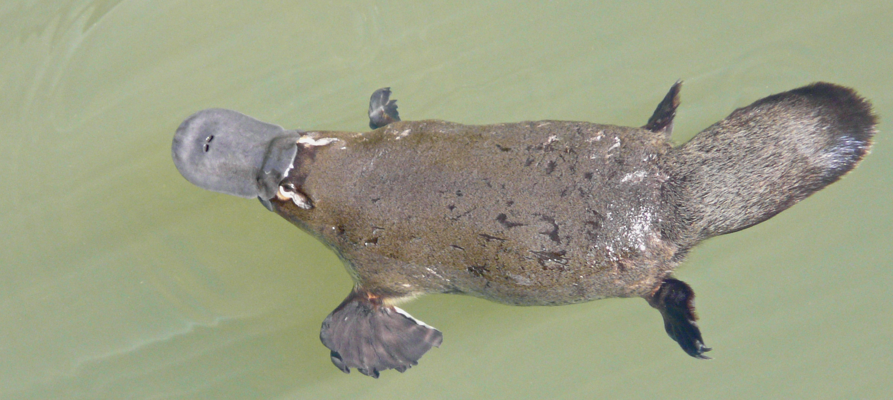 platypus in water