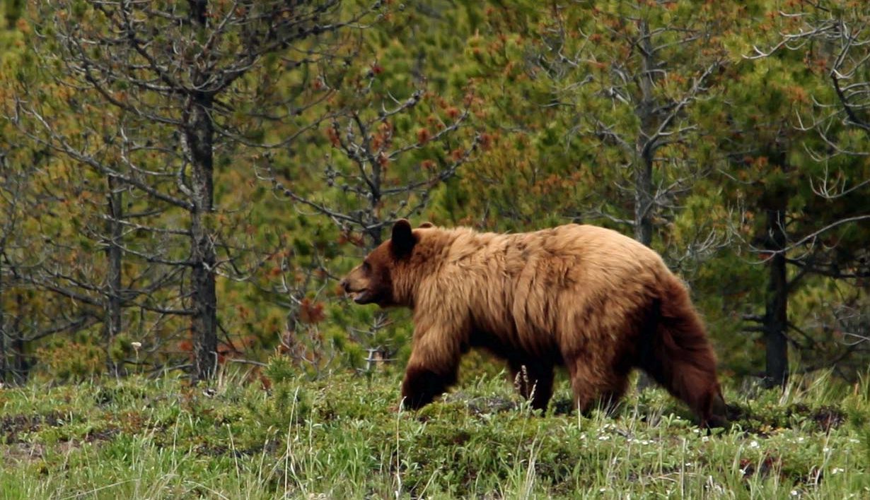 bear walking