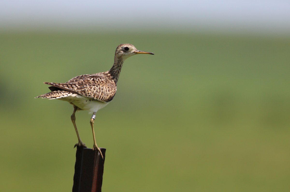 bird on fence post