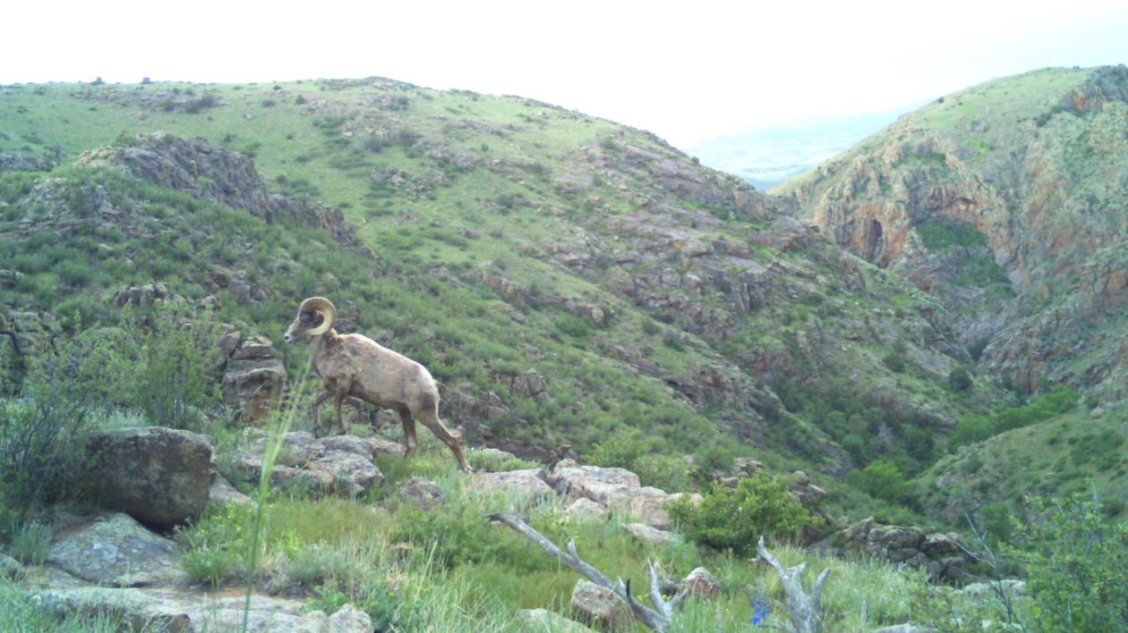 Bighorn sheep