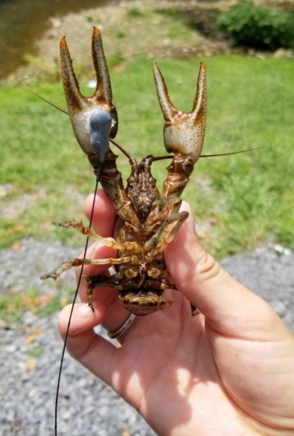 Radio Tracking a Rare Crayfish