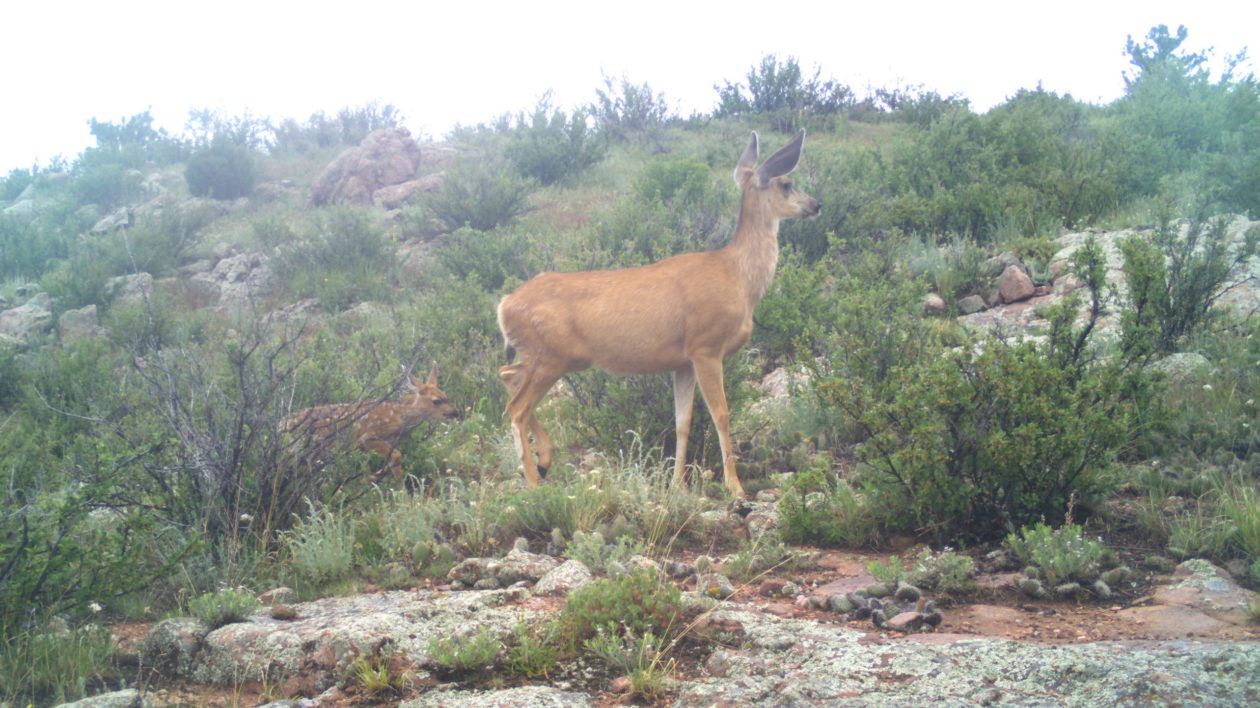 deer and baby