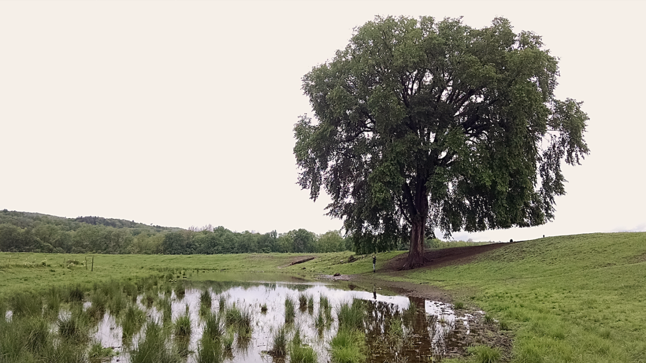 big tree and pong