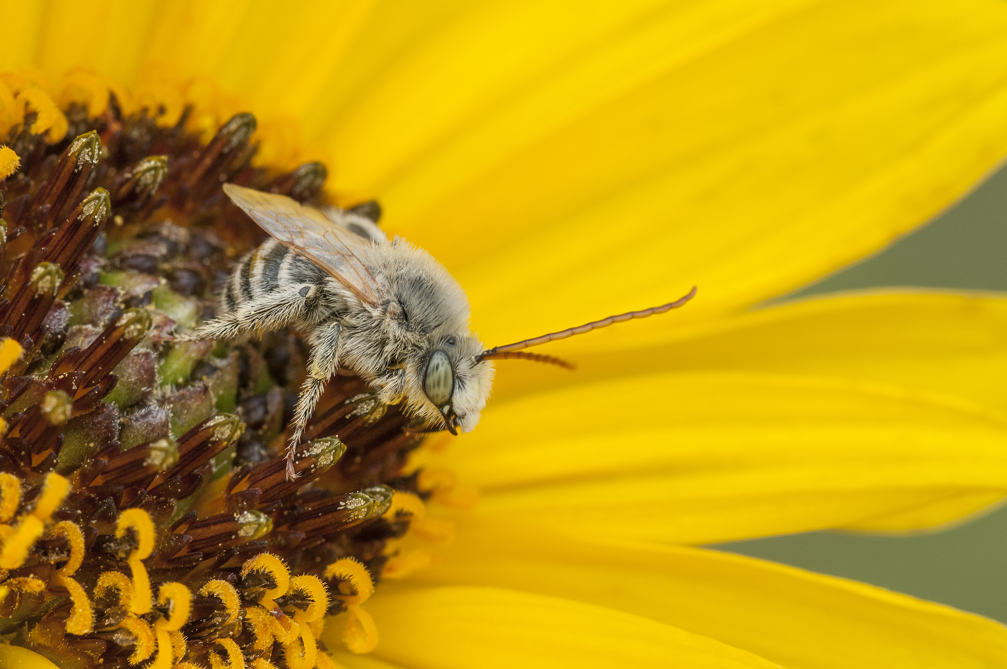 Are honey bees, wild bees still in trouble?